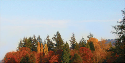 A picture of trees in the Fall